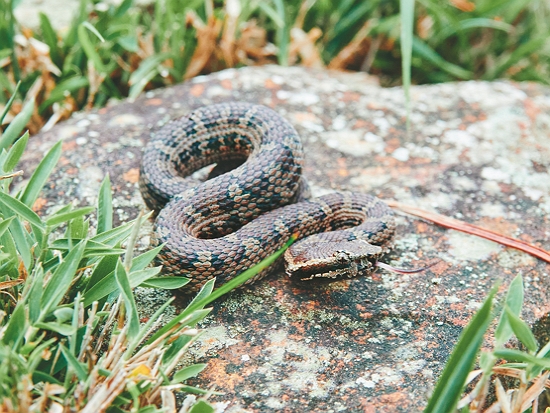 菊池氏龜殼花／玉管處 提供
