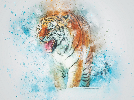 老虎／ractapopulous 提供