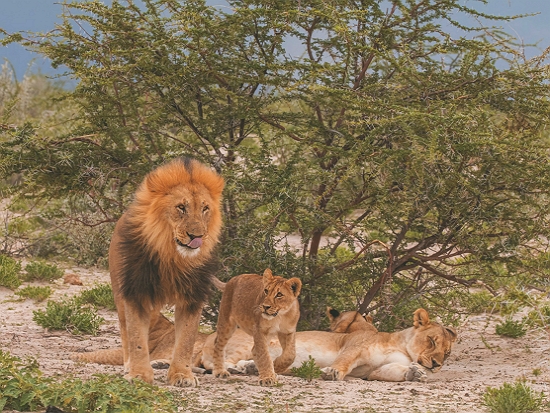 獅群／Charles J. Sharp 提供