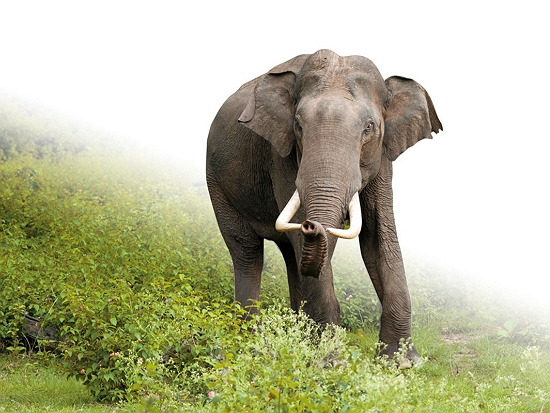 印度象／Yathin S Krishnappa 提供