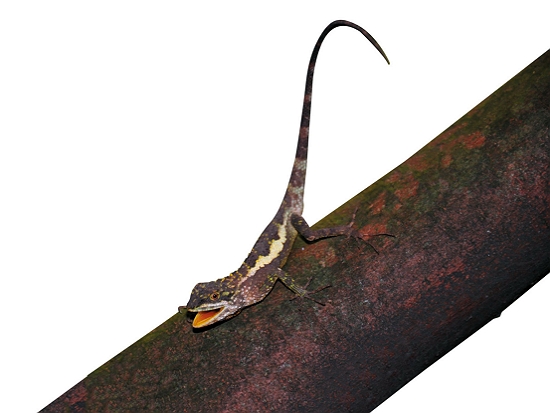 黃口攀蜥／陽管處 提供