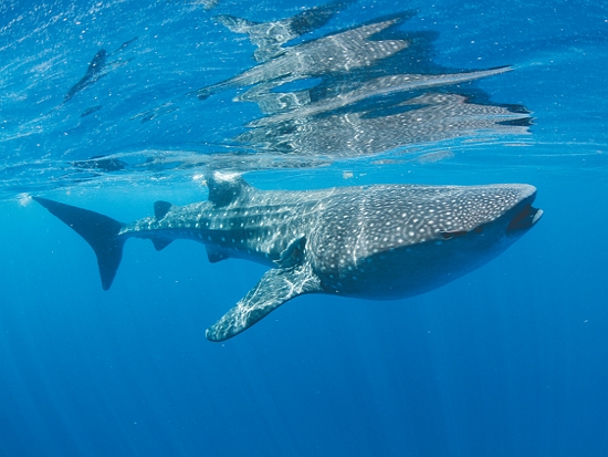 鯨鯊／MarAlliance2018 提供