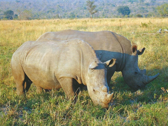 南非白犀牛／Komencanto 提供