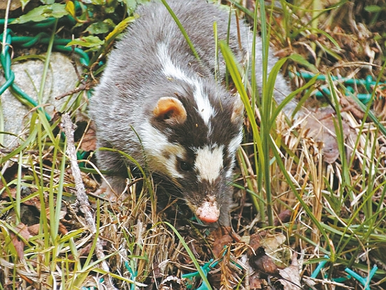 鼬獾／雪管處 提供