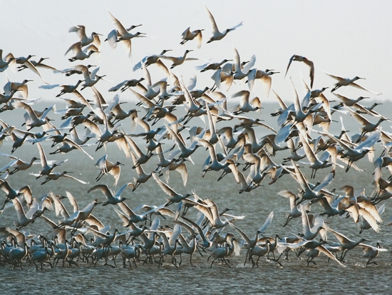 一幀幀空中飛行的身影，來自追鳥者們無悔的守護／王徵吉 攝