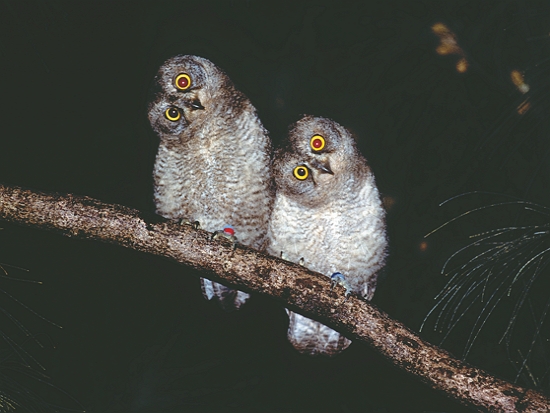 蘭嶼角鴞／梁皆得 提供