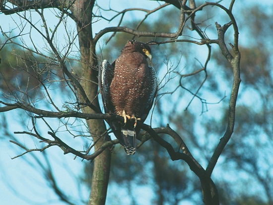 陽明山的大冠鷲／梁皆得 提供
