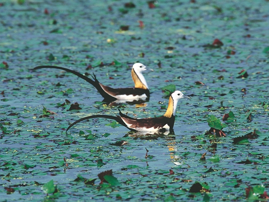 臺南官田菱角田的水雉／梁皆得 提供