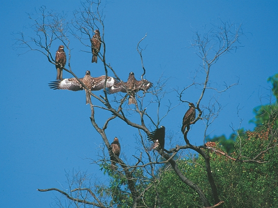 屏東三地門正在做日光浴的黑鳶／梁皆得 提供
