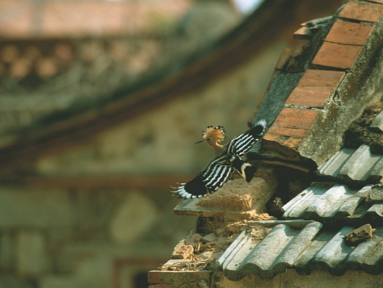 於金門拍攝的戴勝／梁皆得 提供