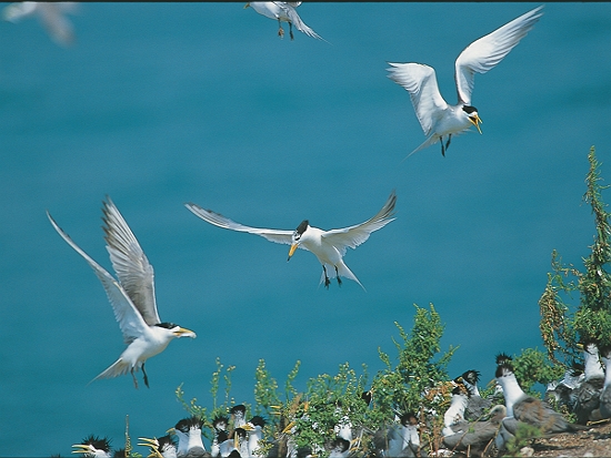 馬祖鐵尖島上的黑嘴端鳳頭燕鷗／梁皆得 提供