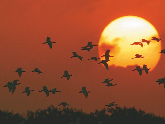 傍晚到清晨才是黑面琵鷺覓食、活動的時間／梁皆得 提供