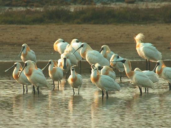 長途跋涉來到臺南七股過冬的黑面琵鷺／梁皆得 提供