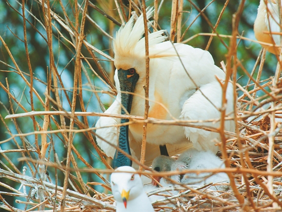 韓國延平島上拍攝到的黑面琵鷺育雛畫面／梁皆得 提供