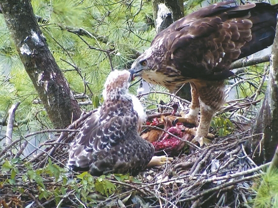 在玉山拍攝到的熊鷹育雛畫面／梁皆得 提供