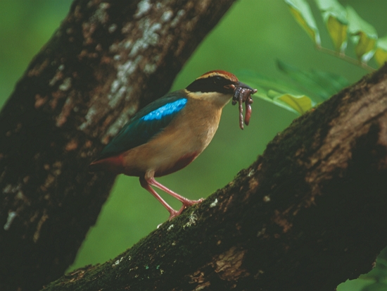 八色鳥可能是下一部電影的主角／梁皆得 提供