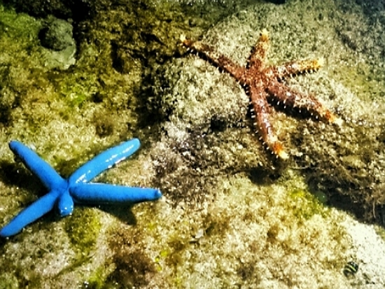 淨潮水-大光清海廢