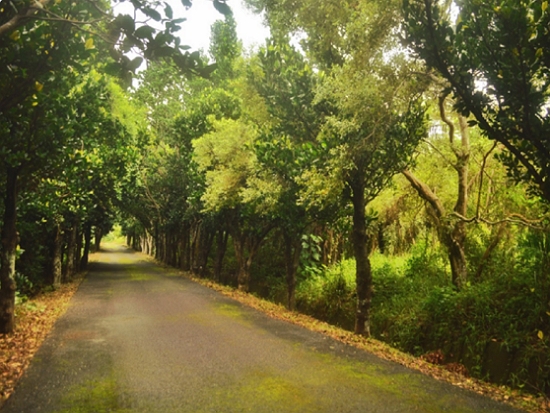 徑古道-滿州兒時記趣