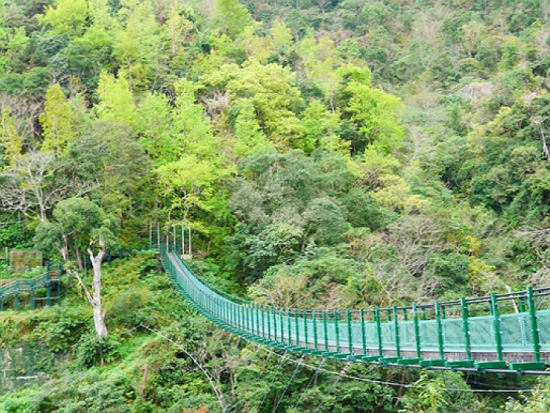 瓦拉米桐花步道賞花趣活動