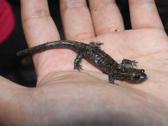 臺灣山椒魚多分布於2千公尺以上高山地區／Allen Lyu 提供