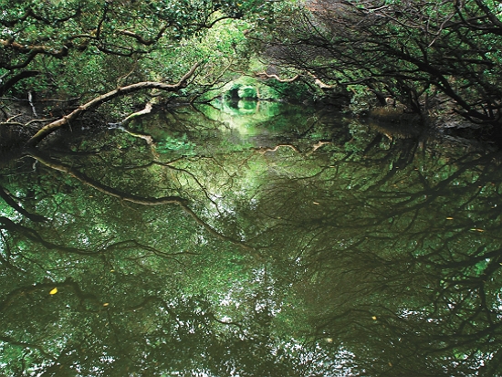 國家公園範圍內的森林、濕地、海洋等皆能吸儲碳匯／台管處 提供