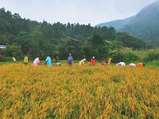 陽明山國家公園內至今仍保有農業活動／陽管處 提供（韓志武 攝）
