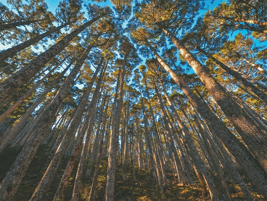 雪山的臺灣冷杉林／何小綠 攝