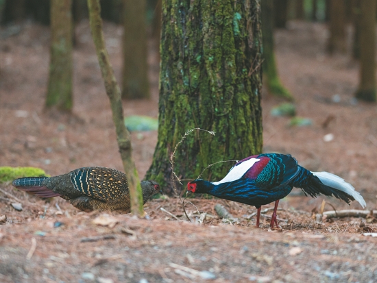 國家公園是保育臺灣特有物種的重要基地（圖為藍腹鷴）／賴錦煌 攝