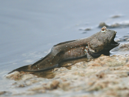 充滿活力的大彈塗魚是濕地旺盛生命力的象徵之一／台管處 提供