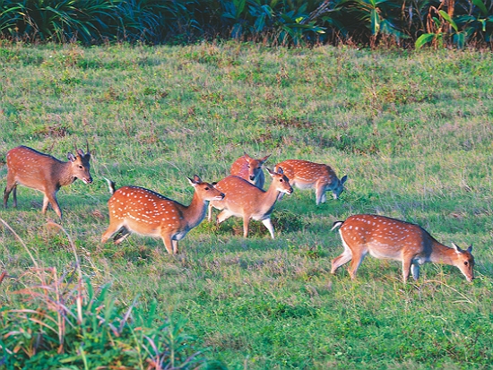 梅花鹿在墾丁草原上自在生活／陳忠能 攝
