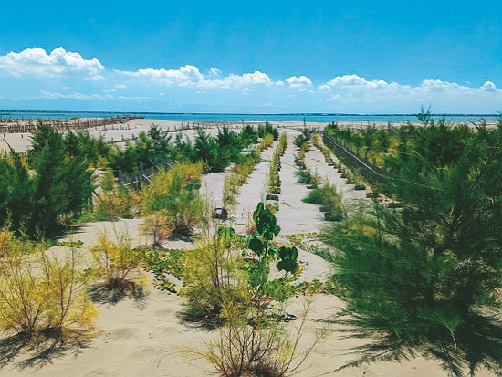 台江網仔寮汕沙洲造林／慈心基金會 提供