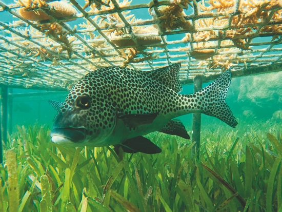 東沙環礁國家公園設置的珊瑚復育架產生集魚效果／海管處 提供