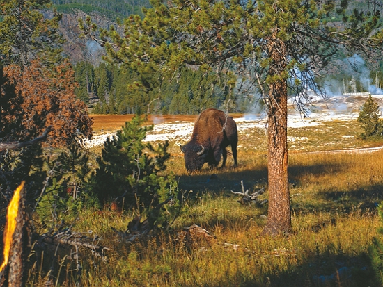 黃石公園內有豐富生態及地熱資源／Mike Goad 提供