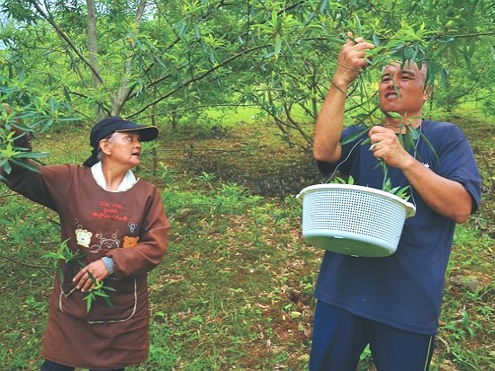 傳統的生活方式有助於保護逐漸消失的生態多樣性／林茂耀 攝