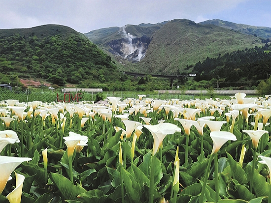 綠色保育海芋田／慈心基金會 提供