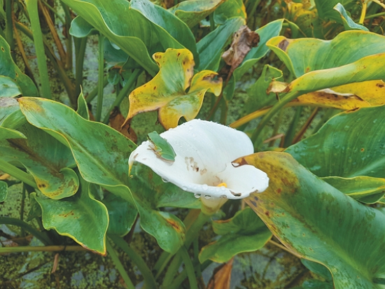 住在海芋田裡的中國樹蟾／慈心基金會 提供