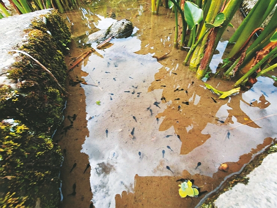 水田內蝌蚪悠游／慈心基金會 提供