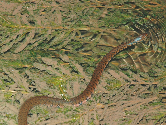 赤腹游蛇／陽管處 提供