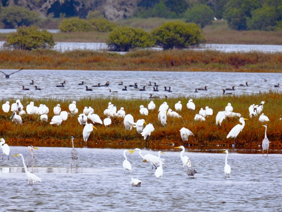 冬季魚塭是候鳥們的餐桌／台管處 提供