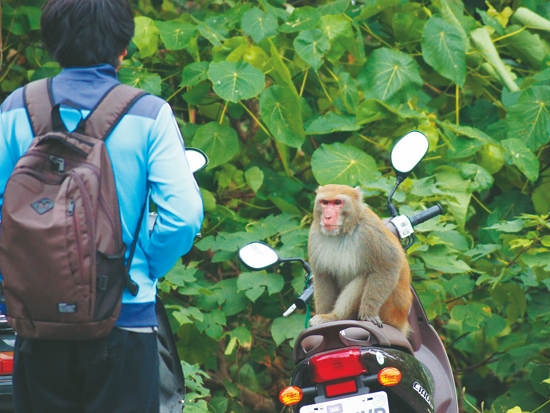 壽山經常可見野生獼猴出沒，造成人猴衝突／自管處 提供