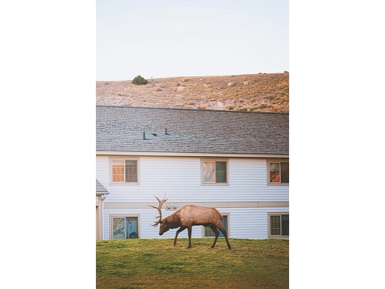 野生動物也會接觸鄰近黃石國家公園的私人農牧土地、住宅和公路等／Steven Cordes 提供
