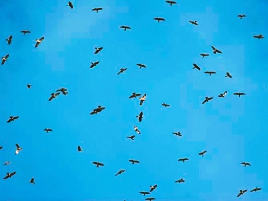 成群過境的赤腹鷹群／墾管處 提供