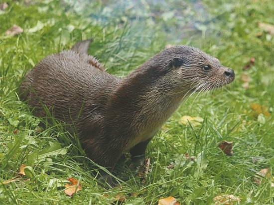 列入瀕臨絕種保育動物的歐亞水獺，我國應僅存金門島上的族群／張廖年鴻 提供