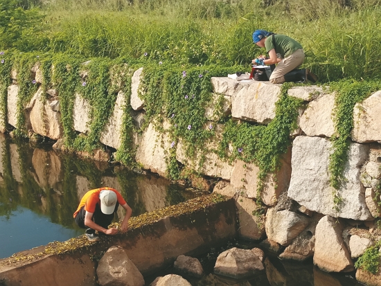 團隊於湖尾溪收集水獺的新鮮排遺萃取DNA，這是最不干擾牠們的調查方法／張廖年鴻 提供