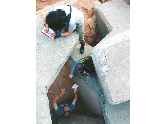 調查人員鑽進海岸消波塊尋找水獺排遺／張廖年鴻 提供