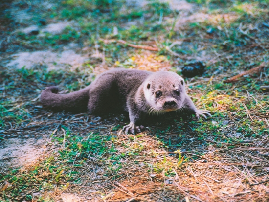 歐亞水獺／金管處 提供（周民雄 攝）