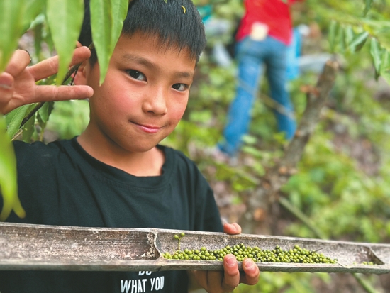 學童採集山胡椒／拉互依．倚岕 提供