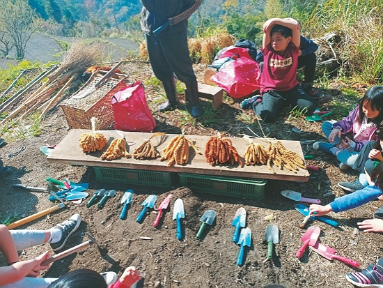 帶領學童認識並種植小米／新光國小司馬庫斯實驗分班 提供