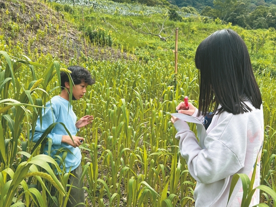記錄小米生長狀況／拉互依．倚岕 提供