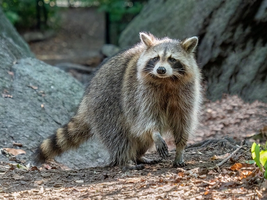 浣熊／Rhododendrites 提供